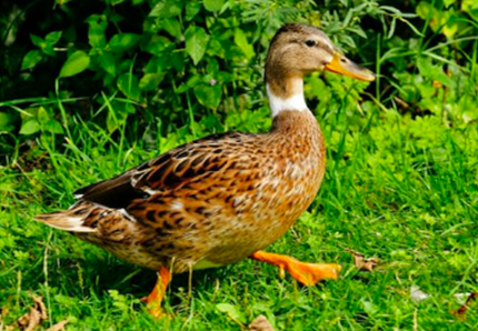 Lecco, vietato il cibo agli animali randagi